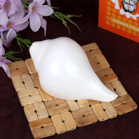 Vaidikam Natural 100% Original Vamavarti Shankha 6-7 Inch from Kashi Vaidikam Products Pvt Ltd