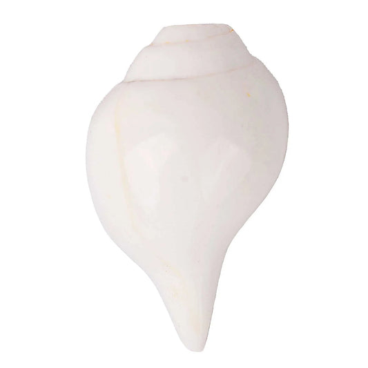 Vaidikam Natural 100% Original Vamavarti Shankha 10 cm Vaidikam Products Pvt Ltd