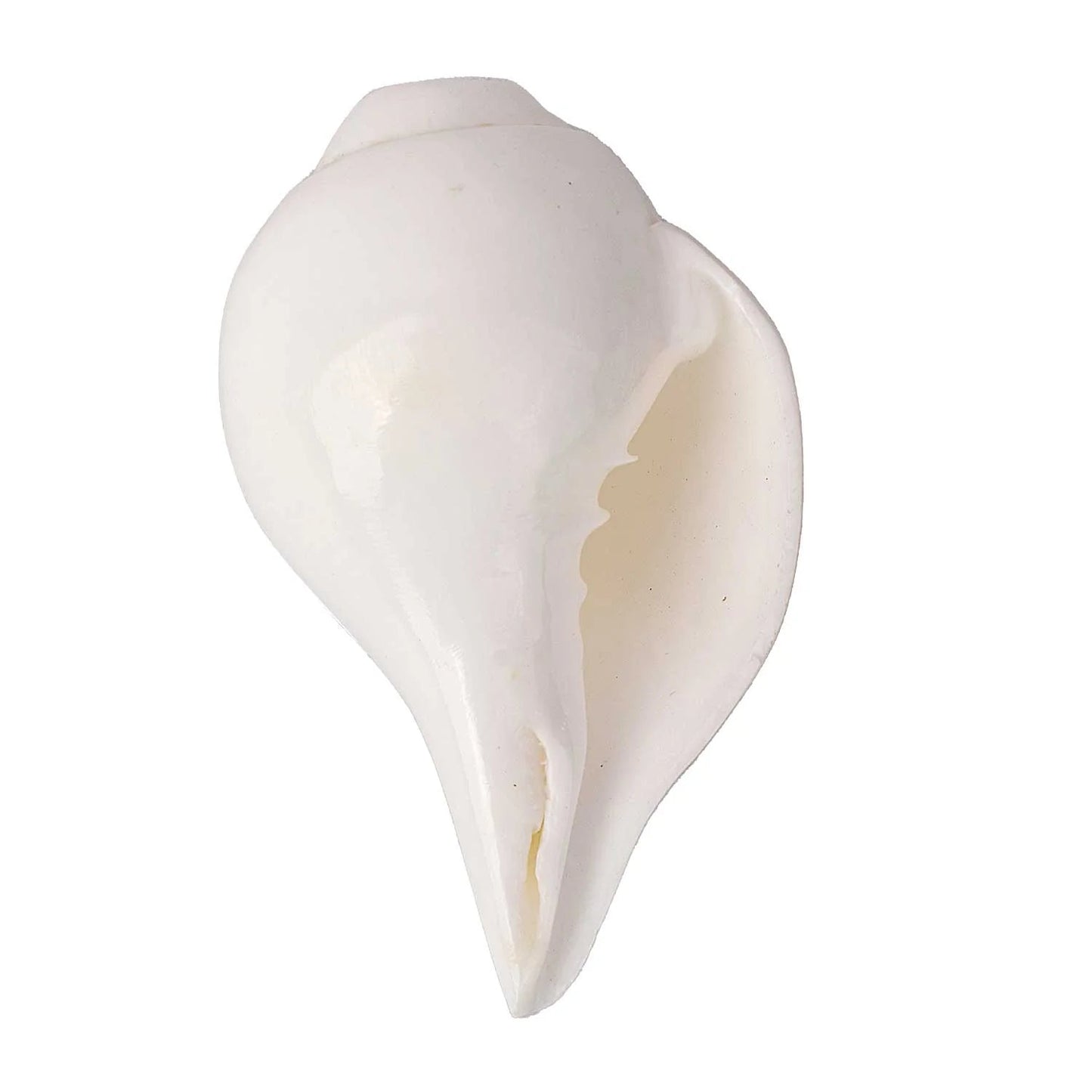 Vaidikam Natural 100% Original Vamavarti Shankha 10 cm Vaidikam Products Pvt Ltd