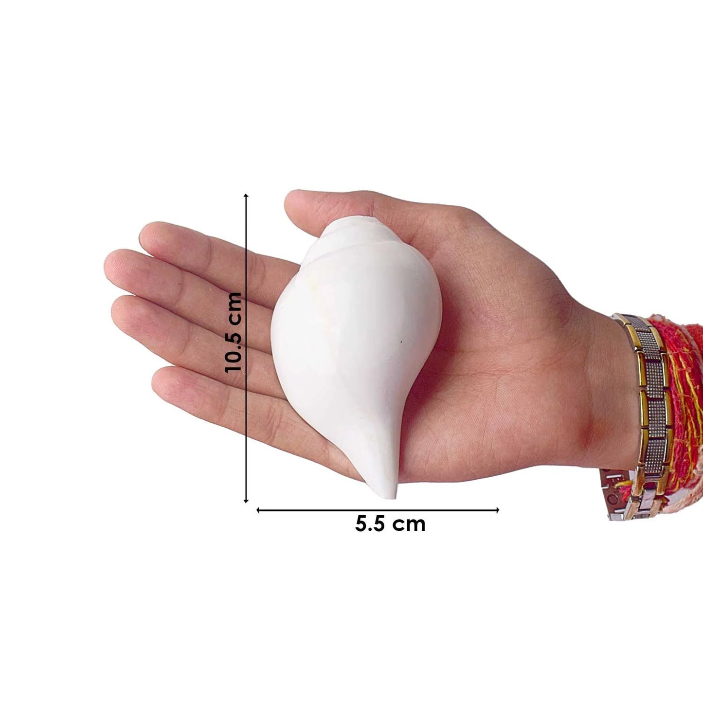 Vaidikam Natural 100% Original Vamavarti Shankha 10 cm Vaidikam Products Pvt Ltd