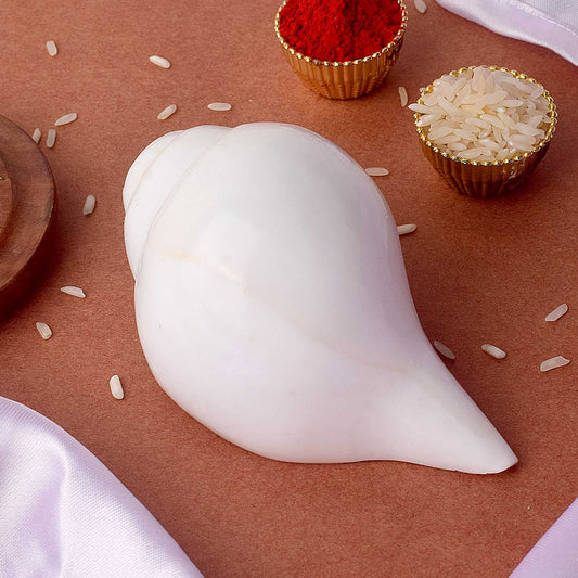 Vaidikam Natural 100% Original Vamavarti Shankha 6-7 Inch from Kashi Vaidikam Products Pvt Ltd